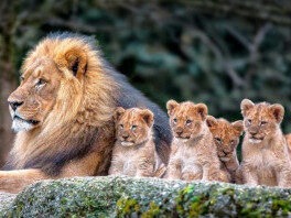 הדומיניונים – האריה וגוריו הלבנים